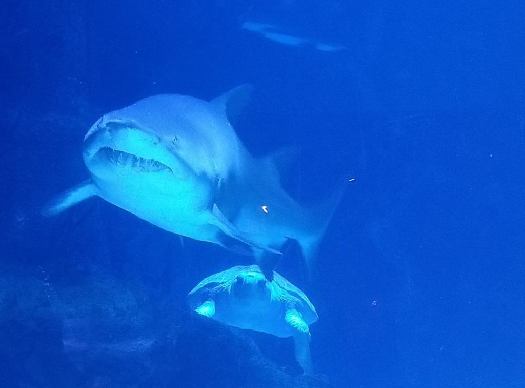 shark newport aquarium