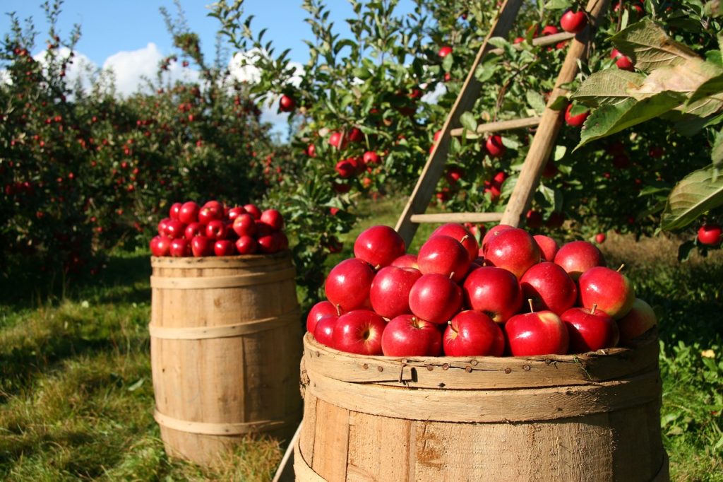 apple orchard fall bucket list