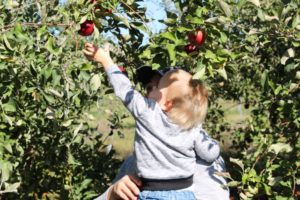 reaching for apple in orchard