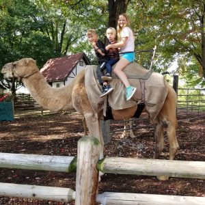 camel rides t Grant's Farm