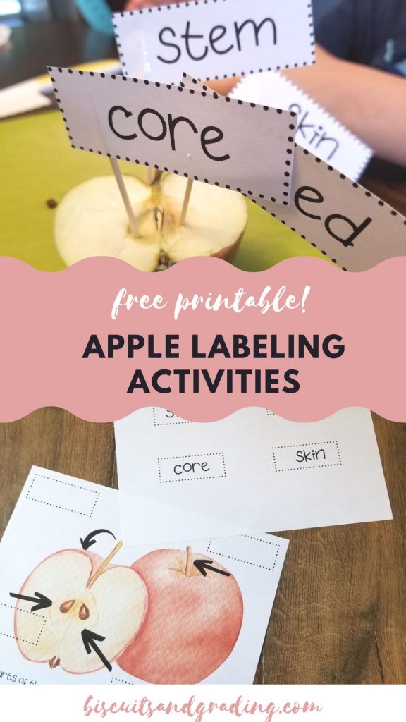 apple labeling activities pinterest