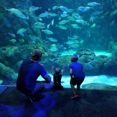 Visiting the St. Louis Aquarium & Union Station With Kids
