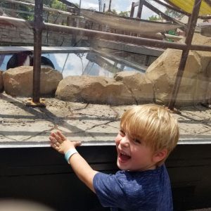 boy looking at monkeys