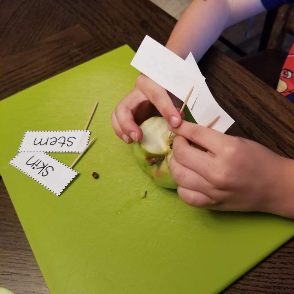 kid sticking labels in apples