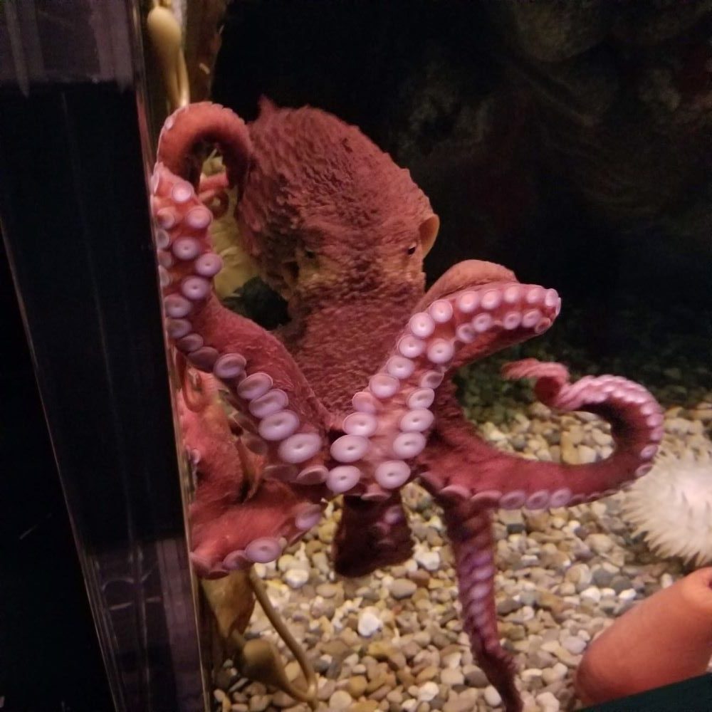 octopus at saint louis aquarium
