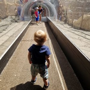 primate playground tunnels