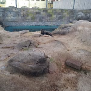 river otters enclosure