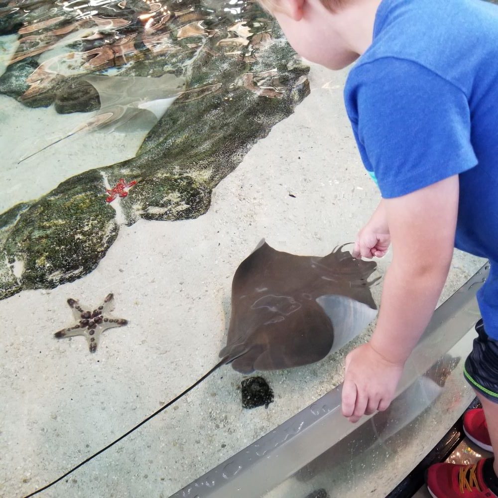 sting ray touch tank