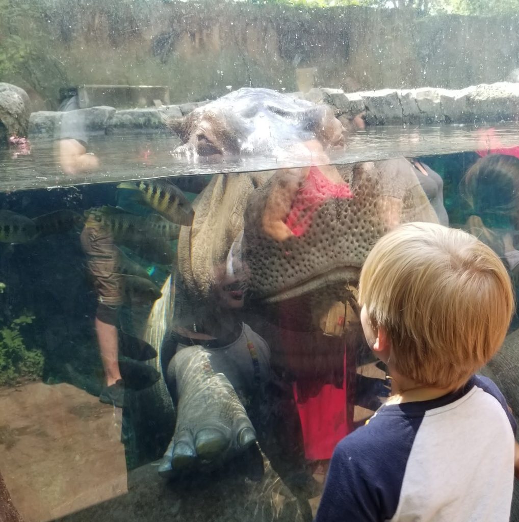 watching hippos at zoo